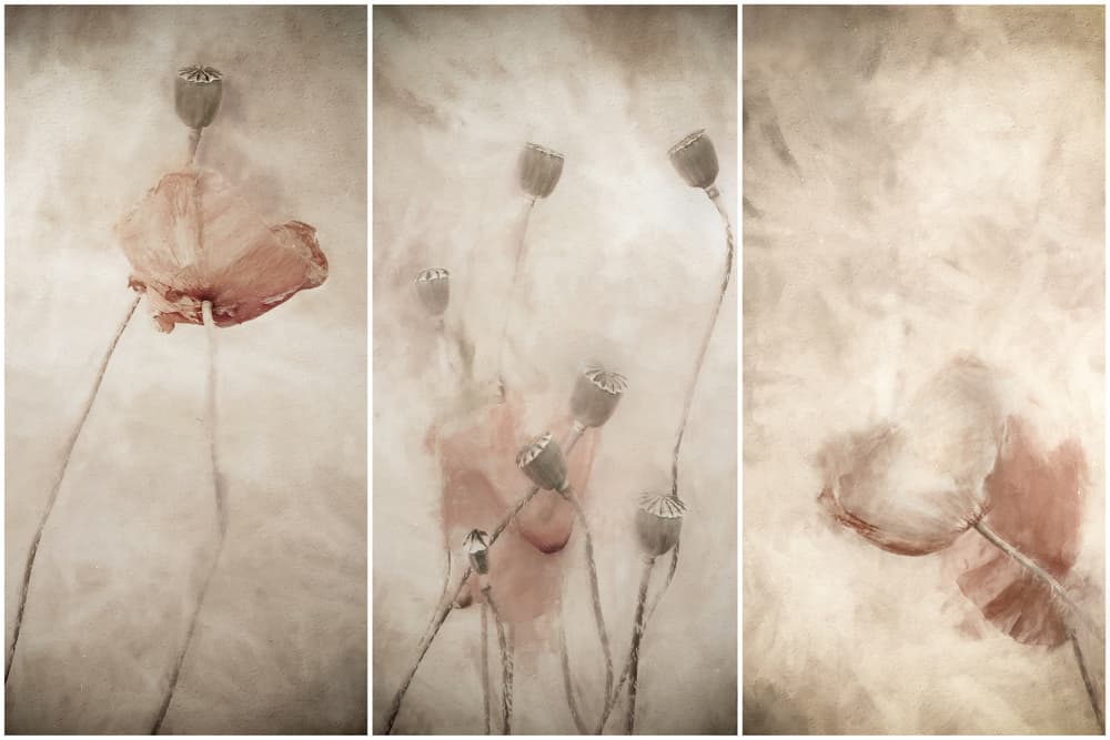 Soft Poppy Blooms by Gilbert Claes — canvas wall art