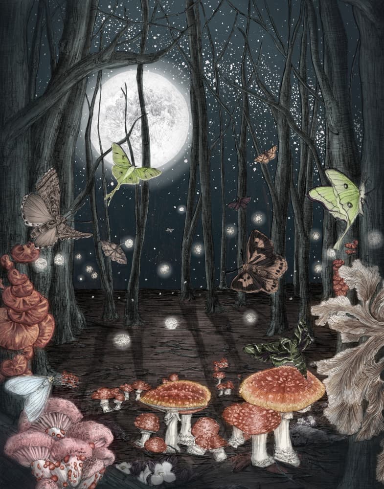 Moonlit Forest Moths by EC Mazur — canvas wall art
