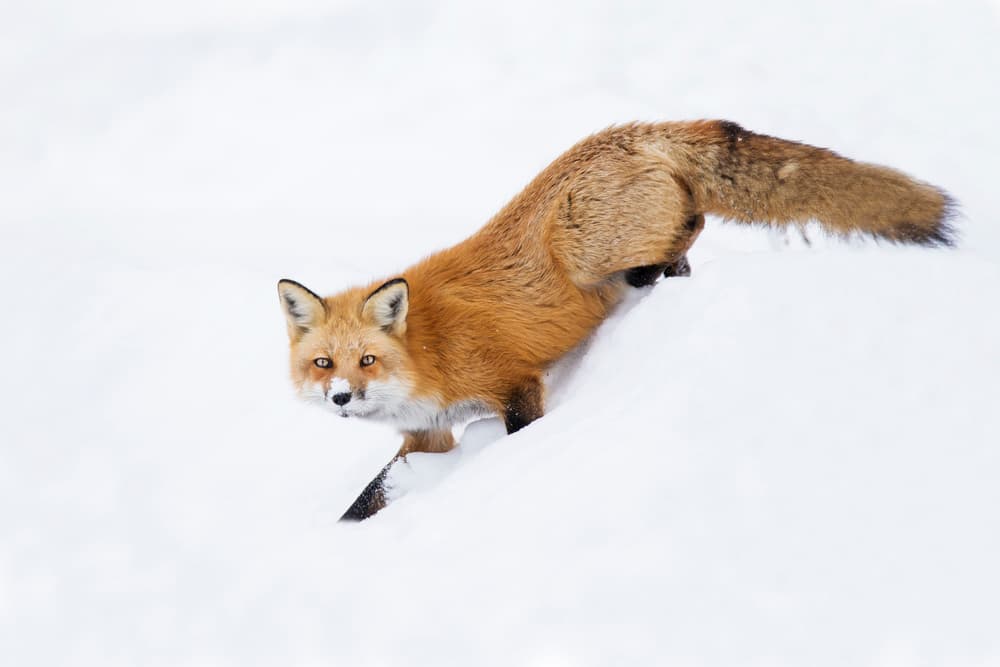 Red Fox Leaping Snow by Mircea Costina — canvas wall art