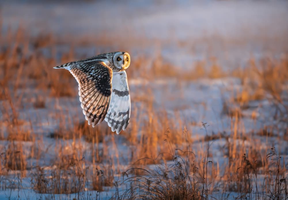 Golden Hour Owl Flight by Tao Huang — canvas wall art