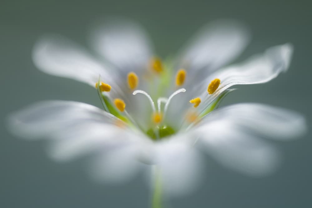 Stitchwort by Mandy Disher — canvas wall art