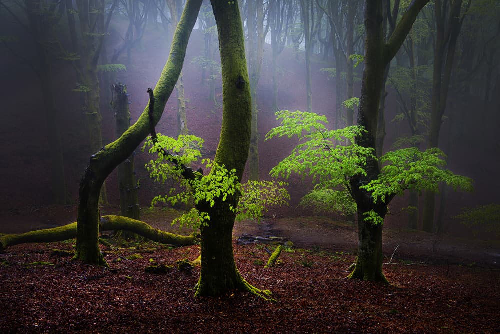 Misty Spring Forest Light by Pedro Uranga — canvas wall art