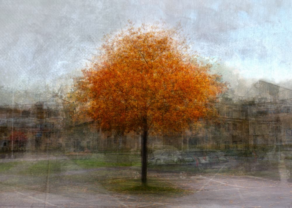 Dreamy Autumn Tree by Katarina Holmström — canvas wall art