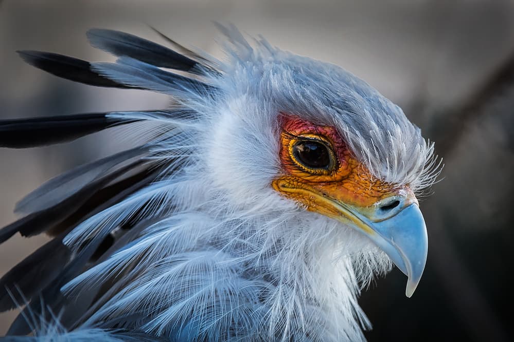 Secretarybird Portrait by David H Yang — canvas wall art
