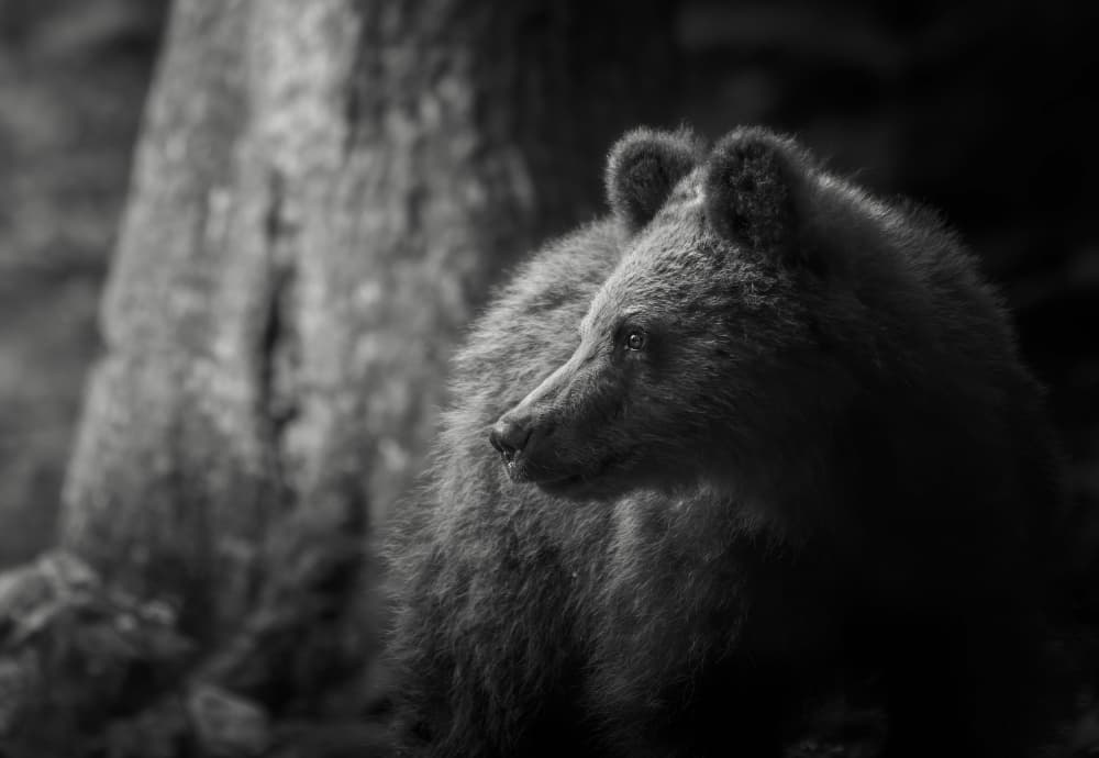 Watchful Bear Cub by Giovanni Venier — canvas wall art