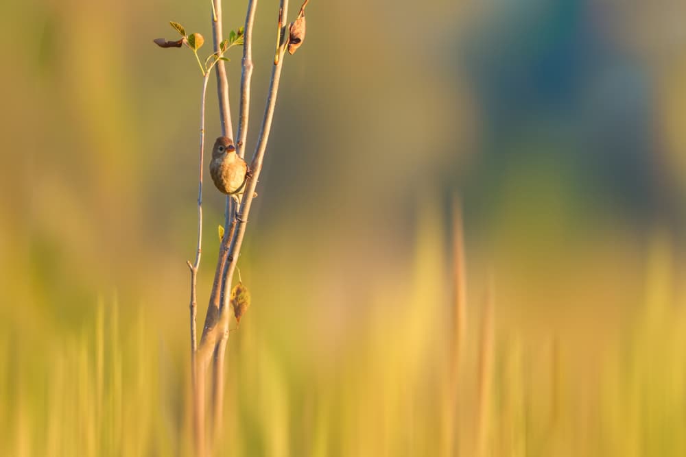 Golden Hour Bird by Serena Duan — canvas wall art