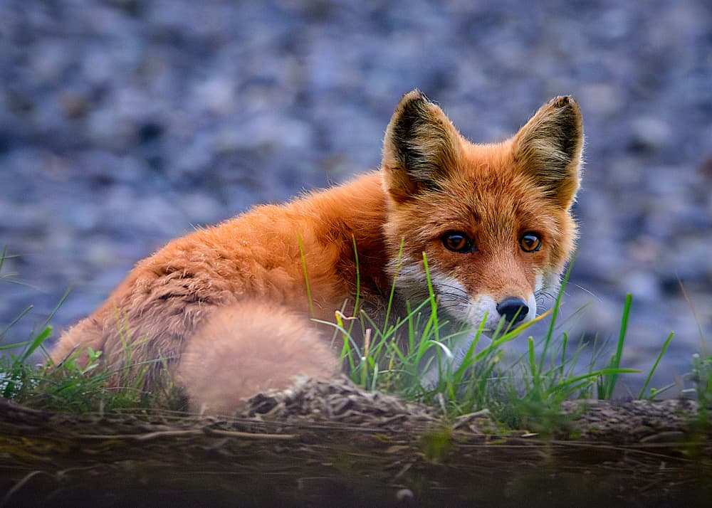 Curious Red Fox by Hidenori Sono — canvas wall art