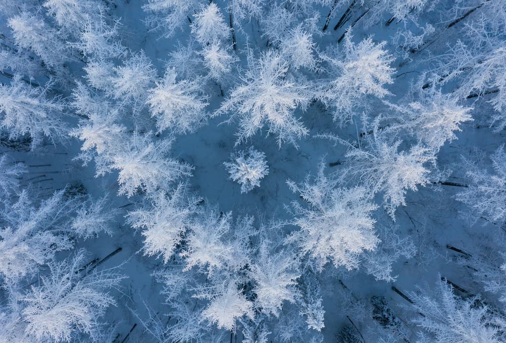 Frosted Winter Forest by Andrey Snegirev — canvas wall art