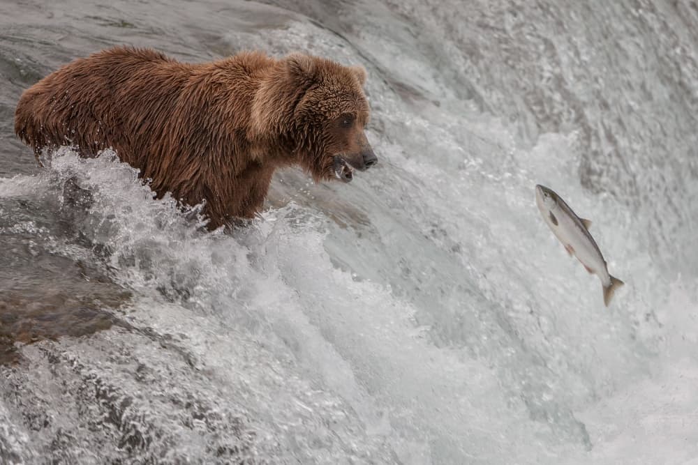 Bear and Leaping Salmon by Nick Kalathas — canvas wall art
