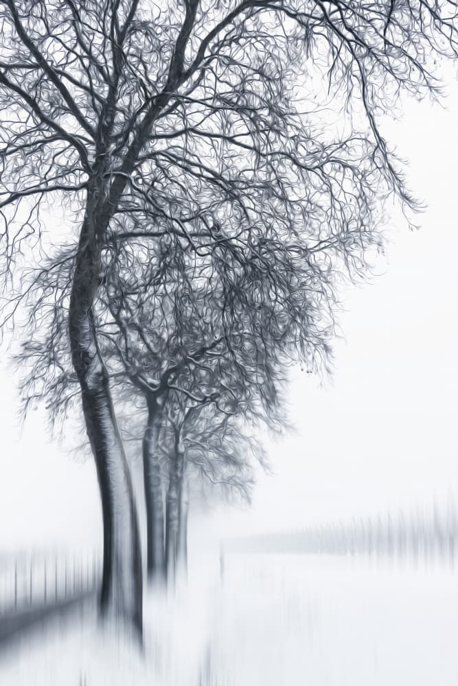 Misty Winter Trees by Hilda van der Lee — canvas wall art