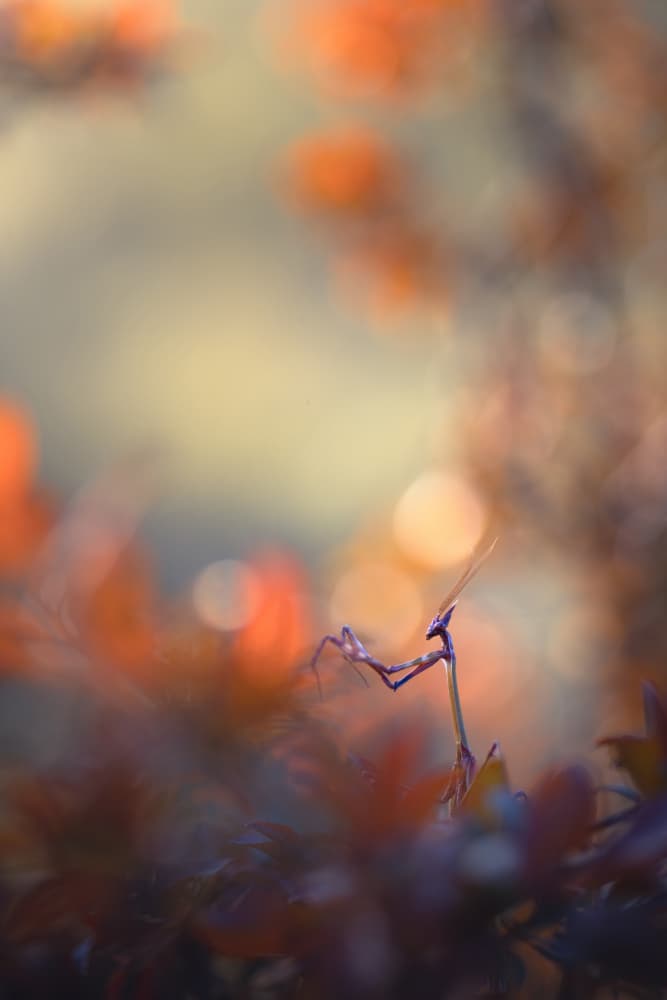 Delicate Mantis Glow by Sebastien Blomme — canvas wall art