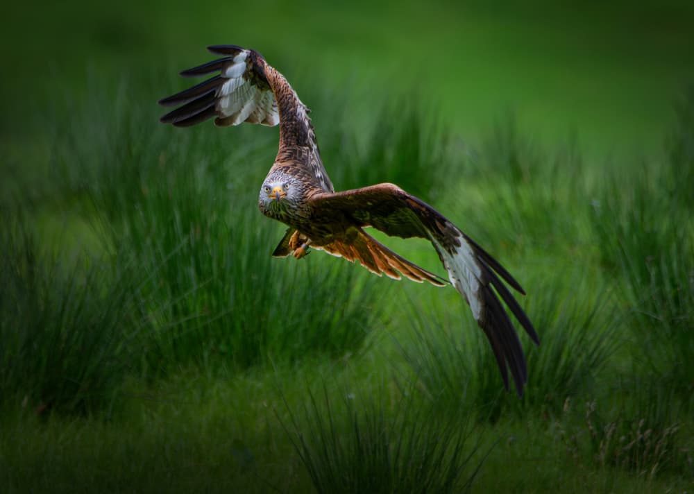 Majestic Red Kite Flight by Erik Engström — canvas wall art