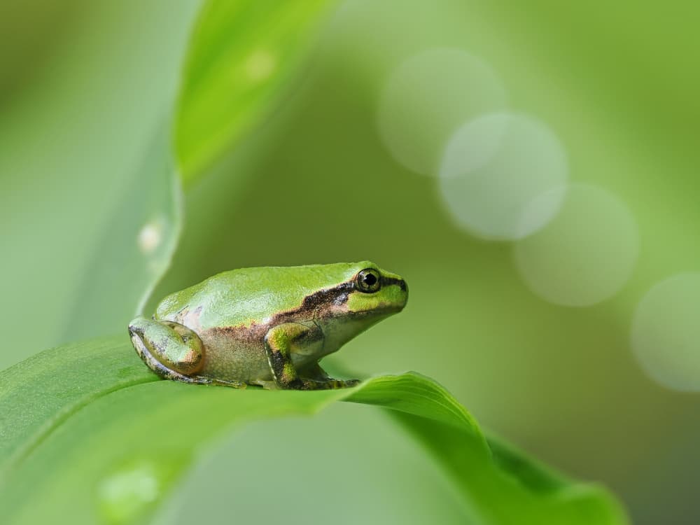 Serene Tree Frog by Takiko Hirai — canvas wall art