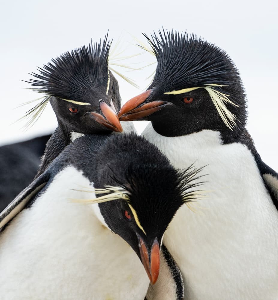 Crested Penguin Embrace by Amy Marques — canvas wall art