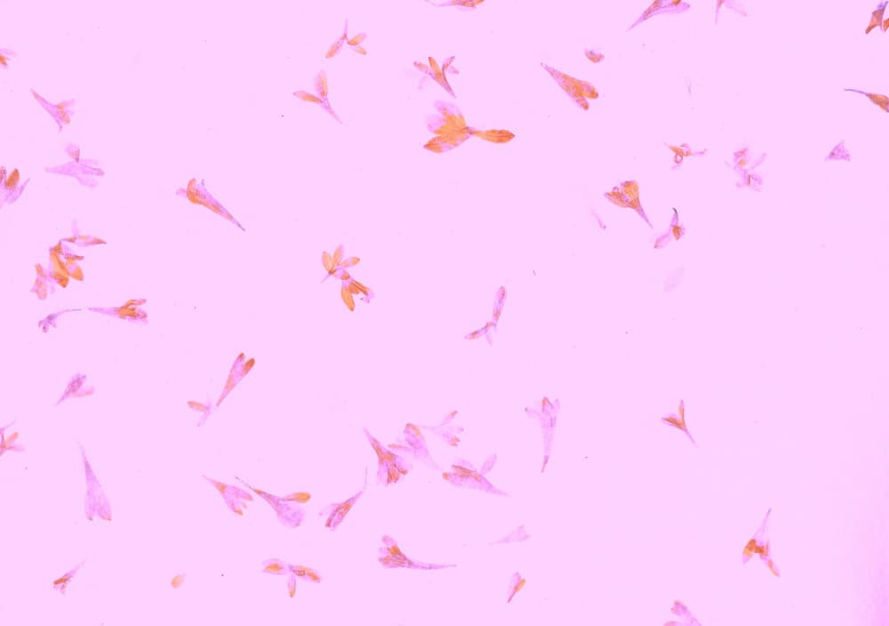 Floating Pink Petals by Santhosh ch — canvas wall art