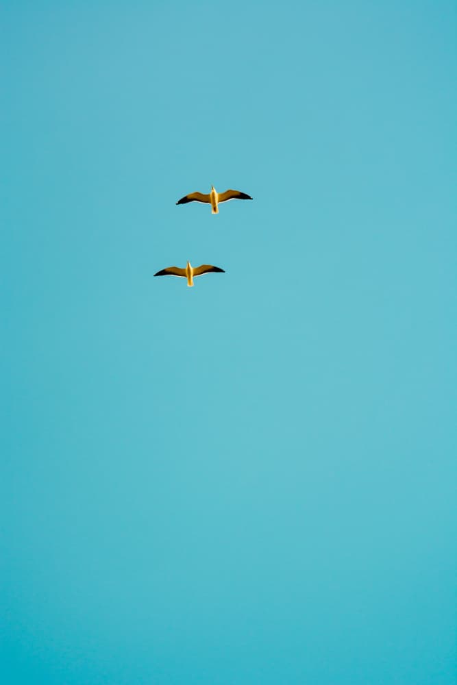 Blue Sky Seagulls by Tal Paz-Fridman — canvas wall art