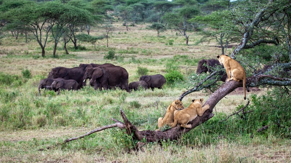 Tree Lions Elephants by Alessandro Catta — canvas wall art
