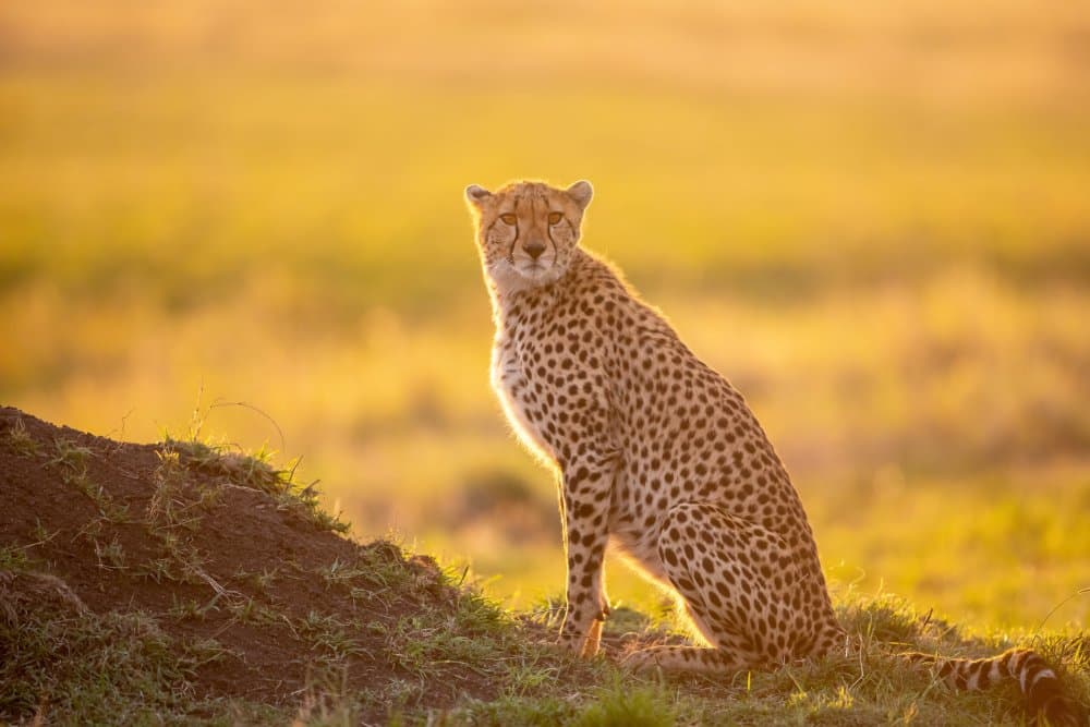 Golden Hour Cheetah by Alessandro Catta — canvas wall art
