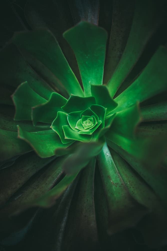 Vibrant Succulent Rosette by Javier Pardina — canvas wall art