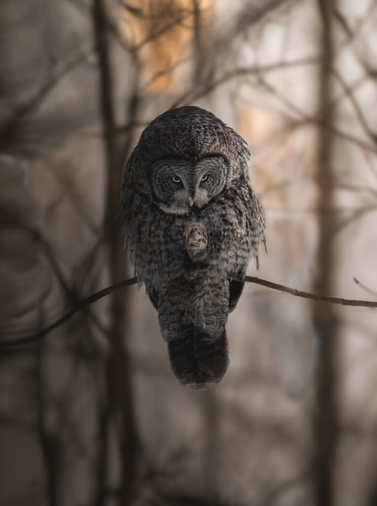 Majestic Grey Owl by Larry Deng APA — canvas wall art