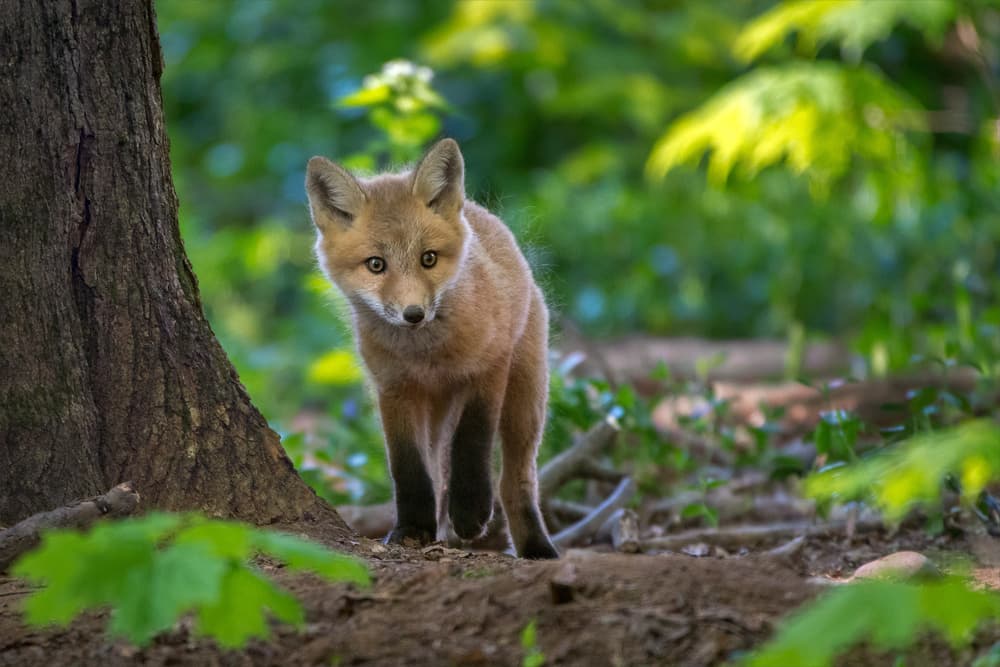 Curious Young Fox by Nick Kalathas — canvas wall art