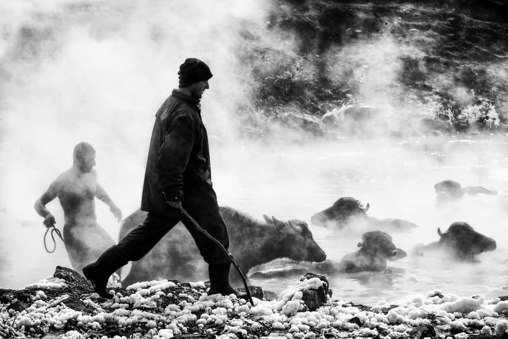 Steamy Buffalo Herding by Ummu Nisan Kandilcioglu — canvas wall art