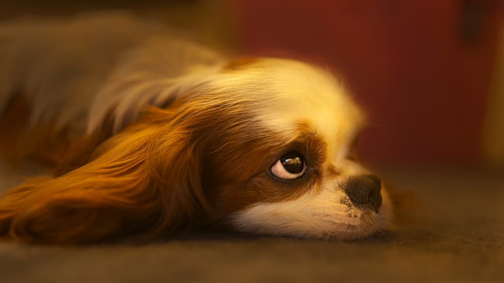 Soulful Dog Gaze by Kaisyakuji Yushi — canvas wall art