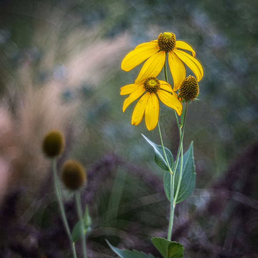 Golden Summer Coneflowers by Sergio Barboni — canvas wall art