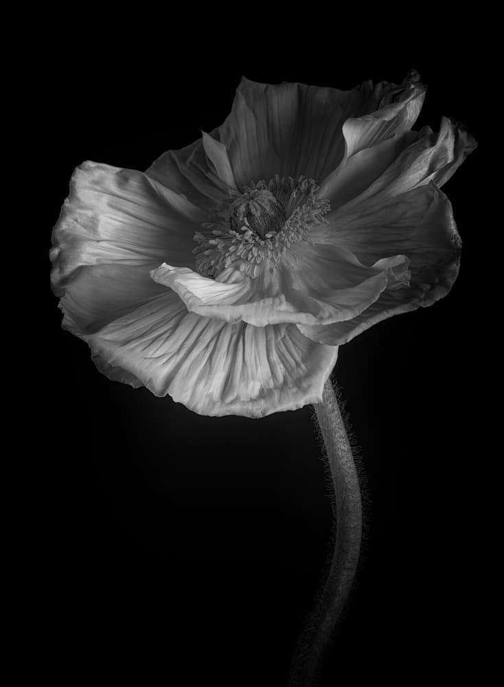 Elegant Black And White Poppy by Penny Myles — canvas wall art