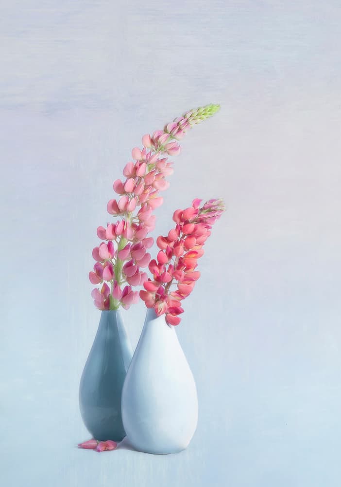 Soft Pink Lupine Vases by Gaille Gray — canvas wall art