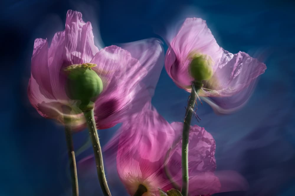 Dreamy Pink Poppies by Stephan Rückert — canvas wall art