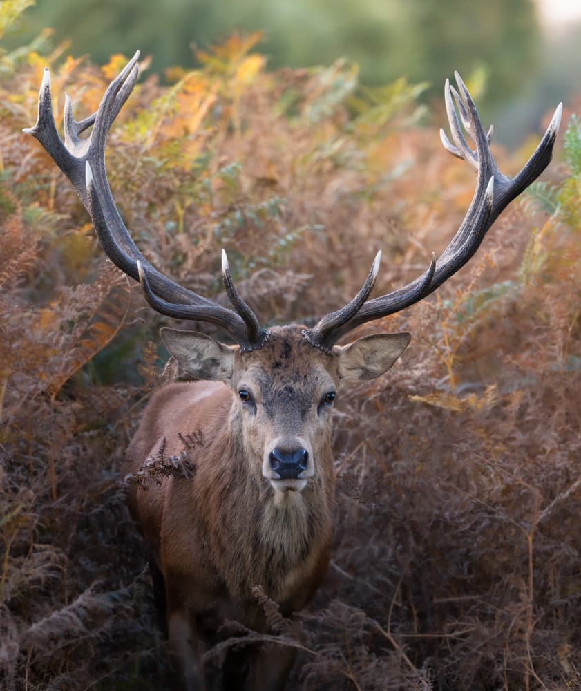 Majestic Autumn Stag by Tudor Munteanu — canvas wall art