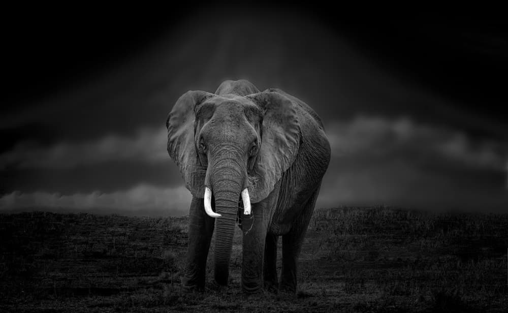 Mighty Elephant Storm by Jiahong Zeng — canvas wall art