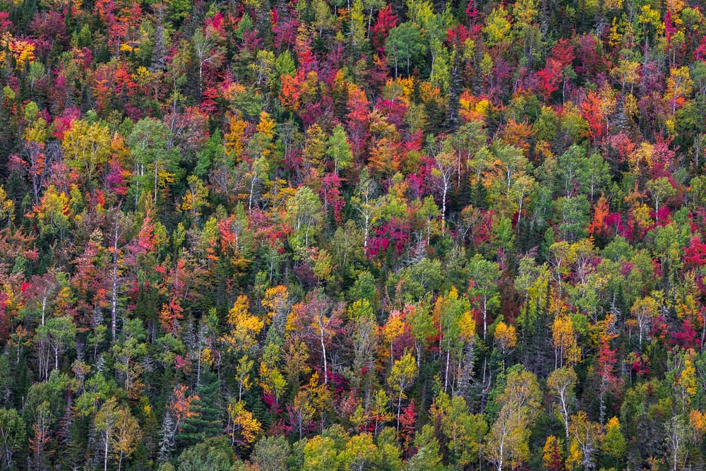 Vibrant Autumn Forest by Miroslaw Prybinski — canvas wall art