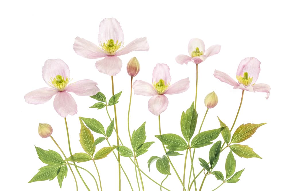 Clematis by Mandy Disher — canvas wall art