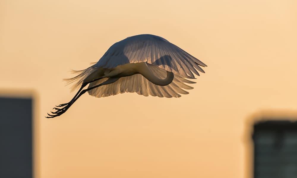 Golden Hour Flight by Alex Li — canvas wall art