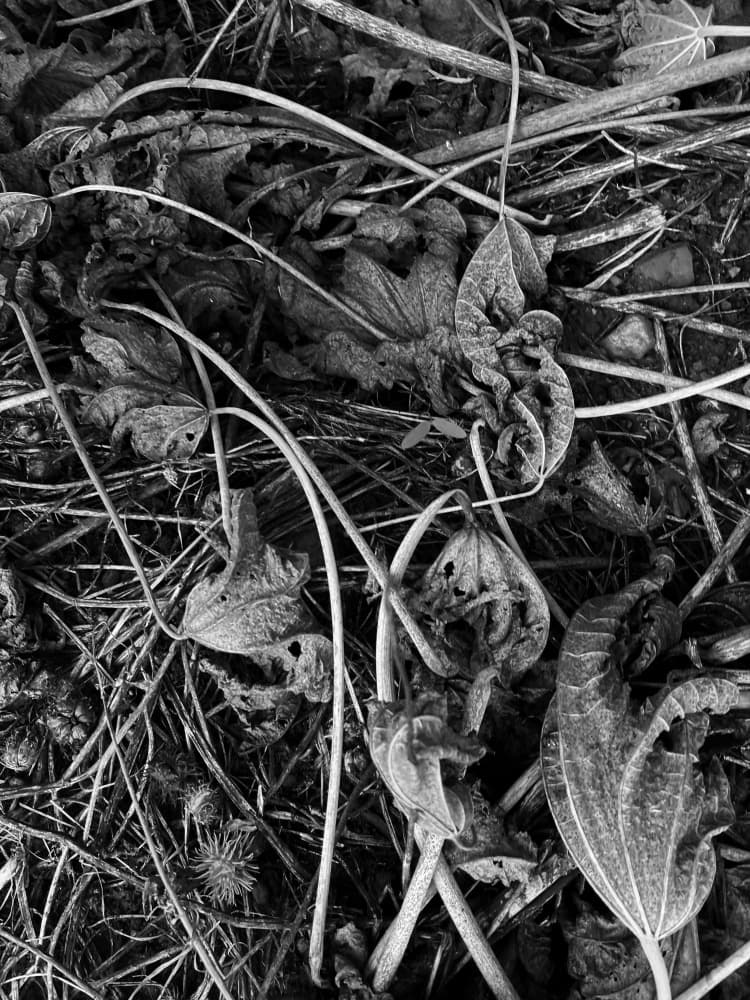 Withered Garden Foliage by Santhosh ch — canvas wall art