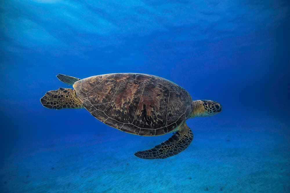 Swimming Sea Turtle by Barathieu Gabriel — canvas wall art