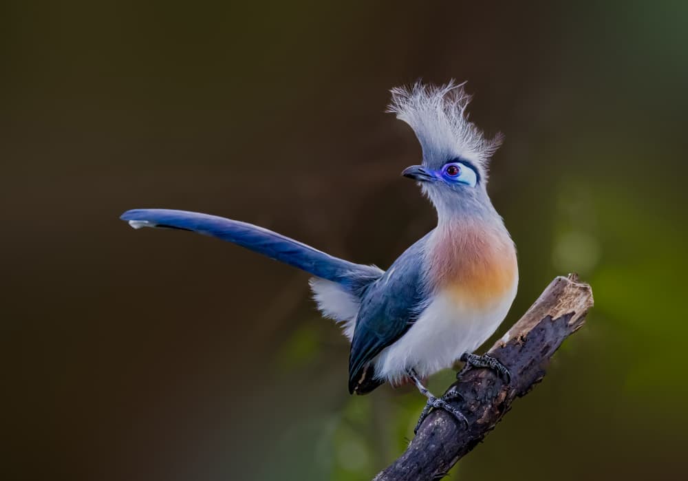 Blue Crested Bird by Songhu Yan — canvas wall art