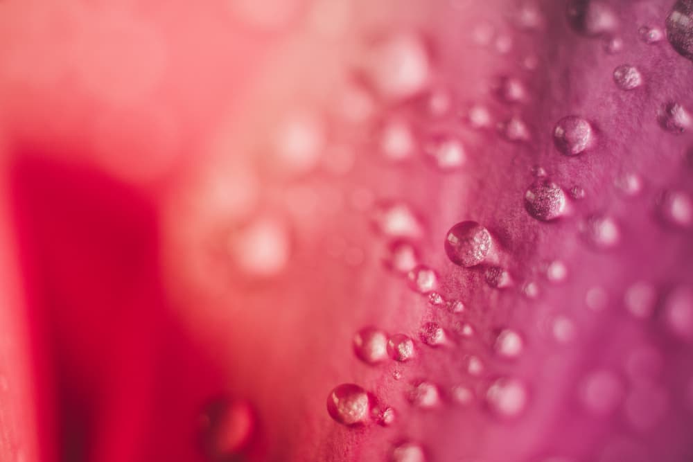 Pink Petal Droplets by Javier Pardina — canvas wall art
