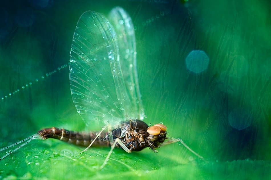 Delicate Mayfly Green Dewdrops by bernadette Nooij — canvas wall art