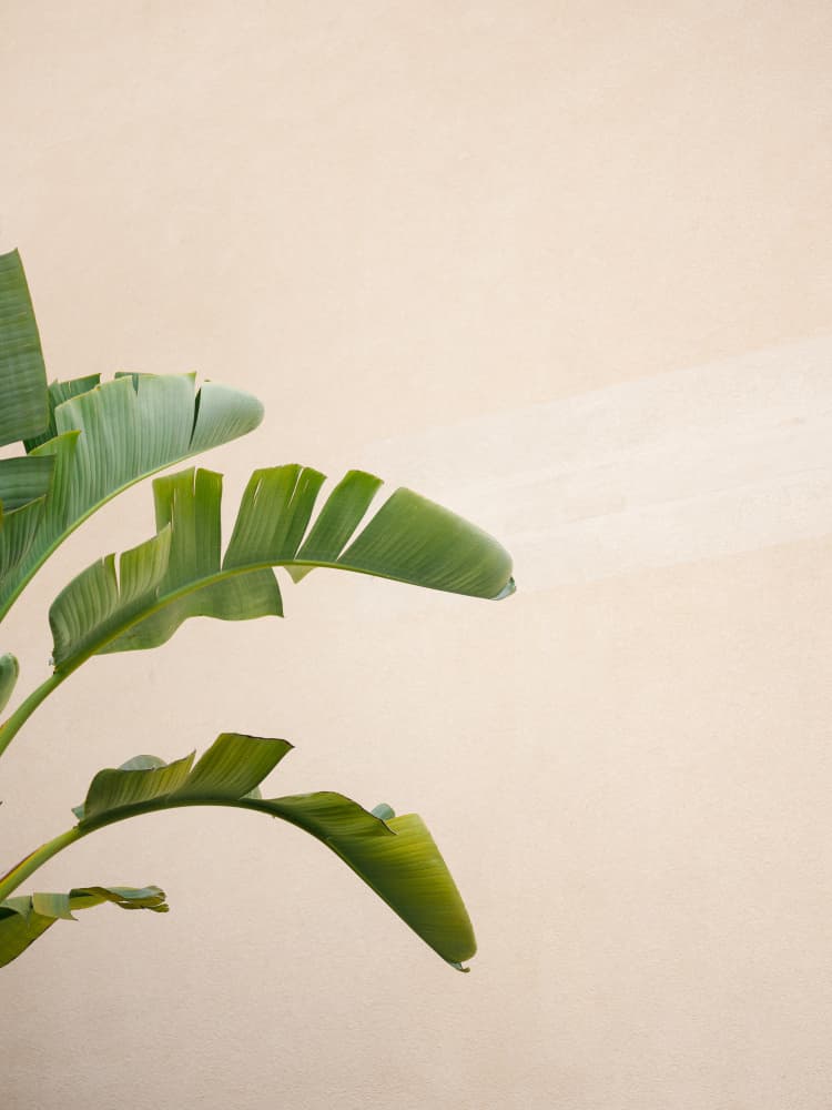 Cannes Banana Plant by Raisa Zwart — canvas wall art
