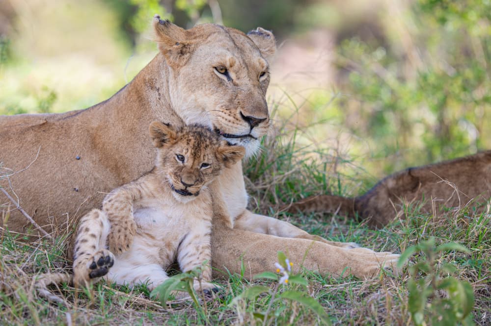 African Lioness and Cub by Jonathan Alk — canvas wall art