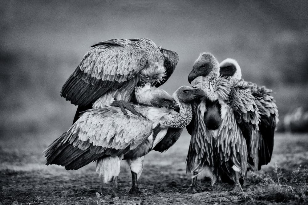 Gathering Vultures by Amnon Eichelberg — canvas wall art