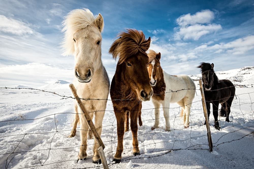 Curious Icelandic Horses by Mike Leske — canvas wall art