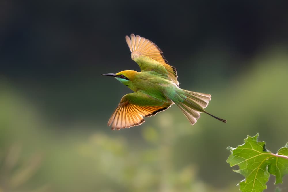 Green Bee-Eater Flight by Rajat Dhesi — canvas wall art