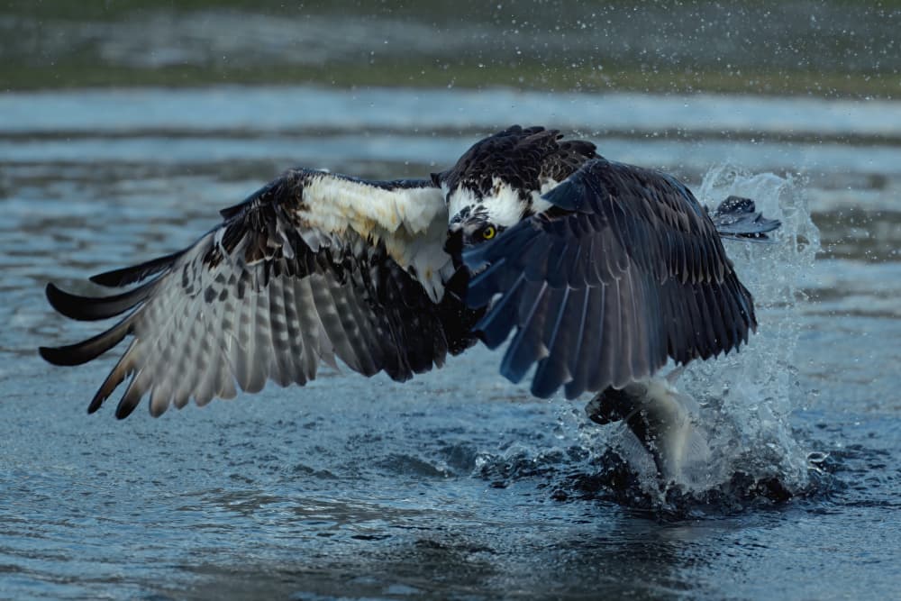 Osprey Fishing Action by Gavin Lam — canvas wall art