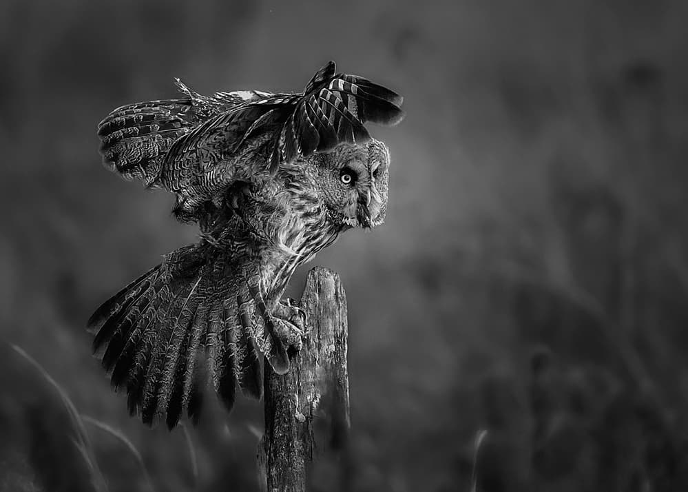 Majestic Owl Takes Flight by Annie Poreider — canvas wall art