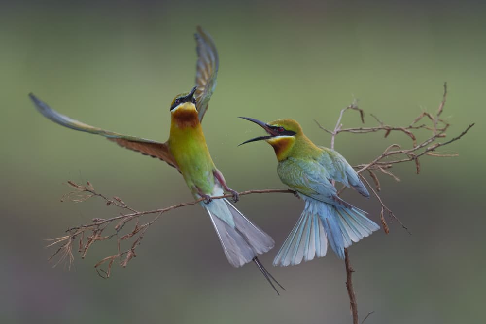 Vibrant Bee-eaters Interact by HuongHoang — canvas wall art