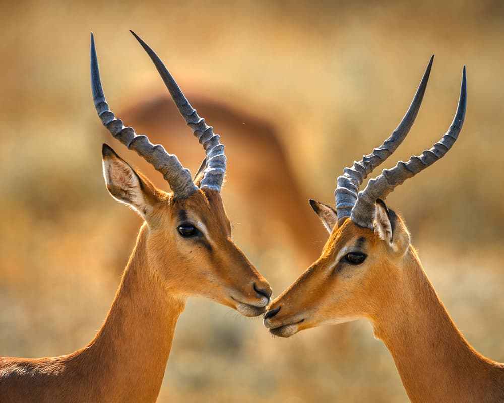 African Impalas Nuzzling by Hung Tsui — canvas wall art